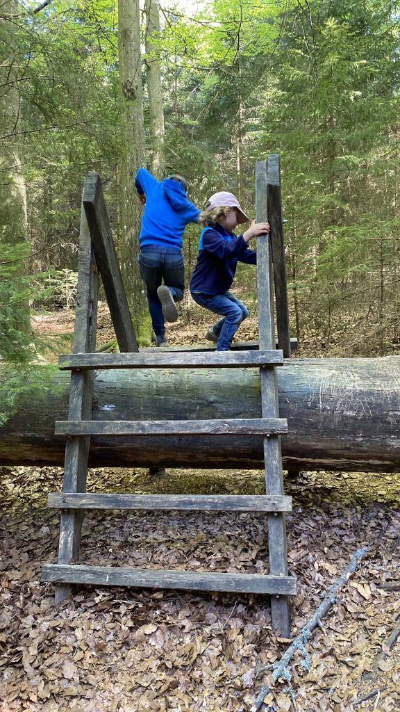 Wandern im Nordschwarzwald über Bäume