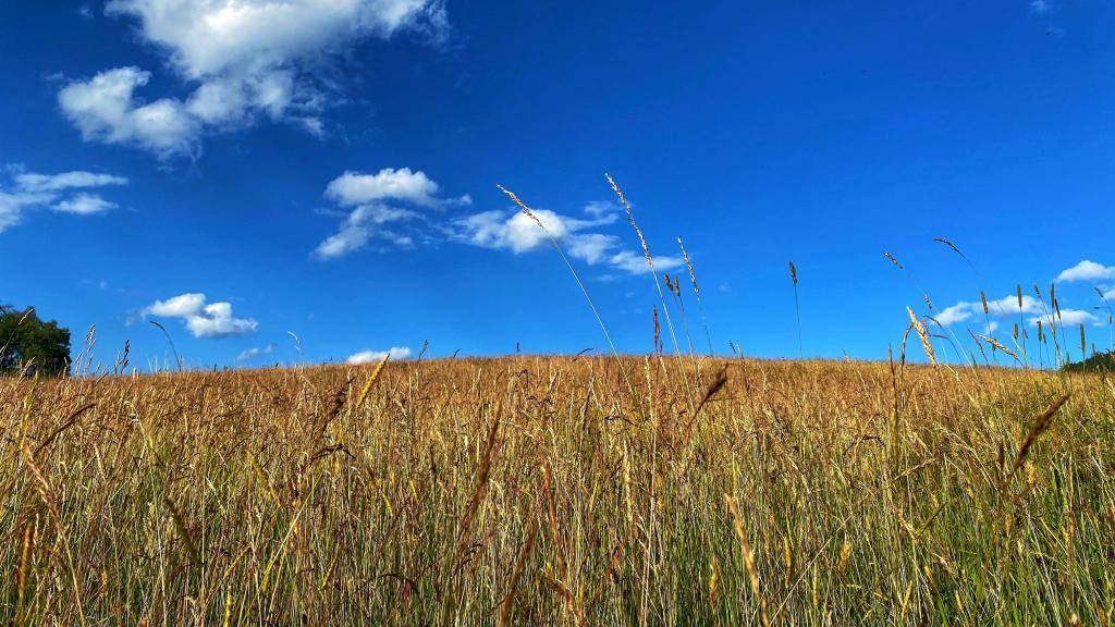 Kornfeld Sommer