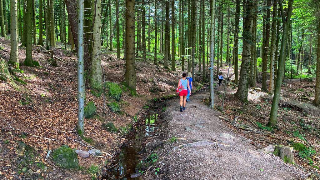 Wandern Wildkatzenpfad