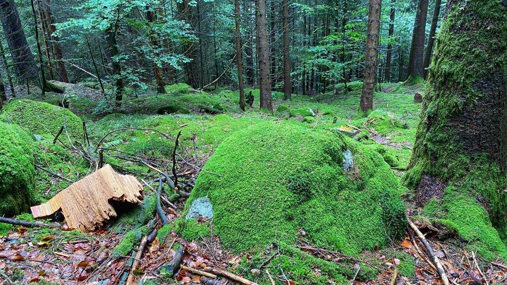 Ausflugstipp Schwarzwald