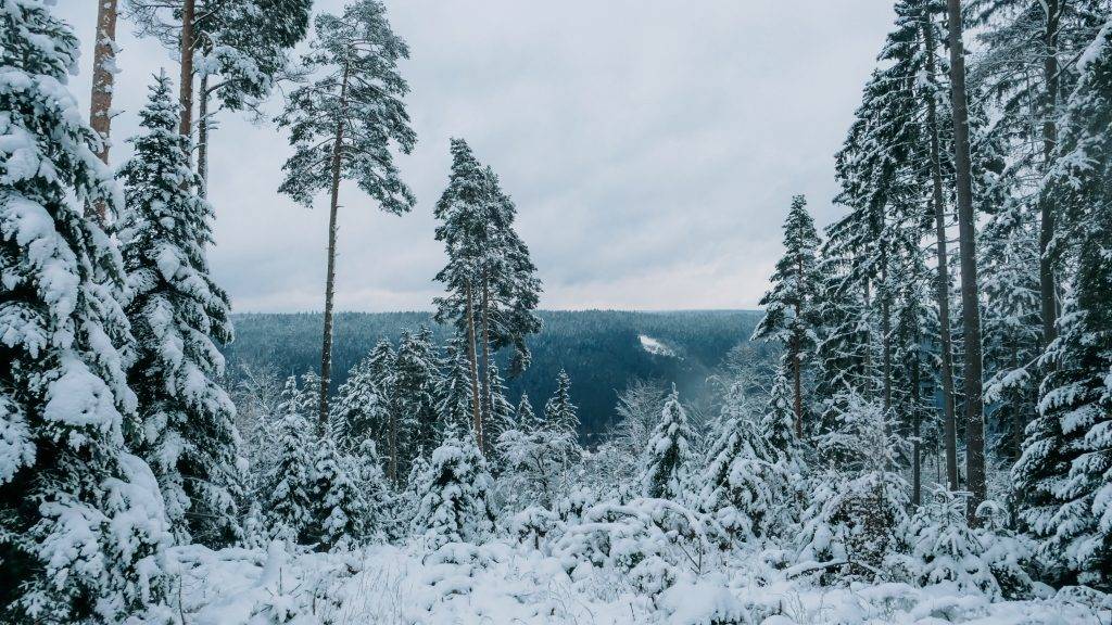 Schwarzwald Winter