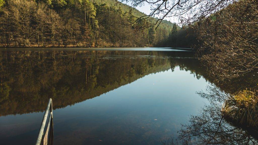 Schwimmen See Pfälzerwald