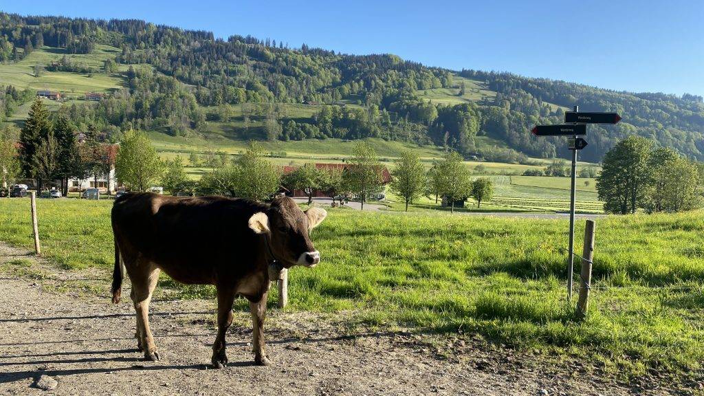 Rundweg Alpsee Wandern