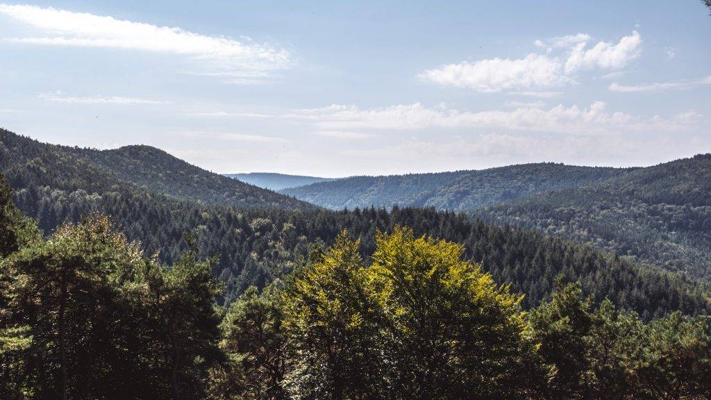 Ausblick Pfälzerwald