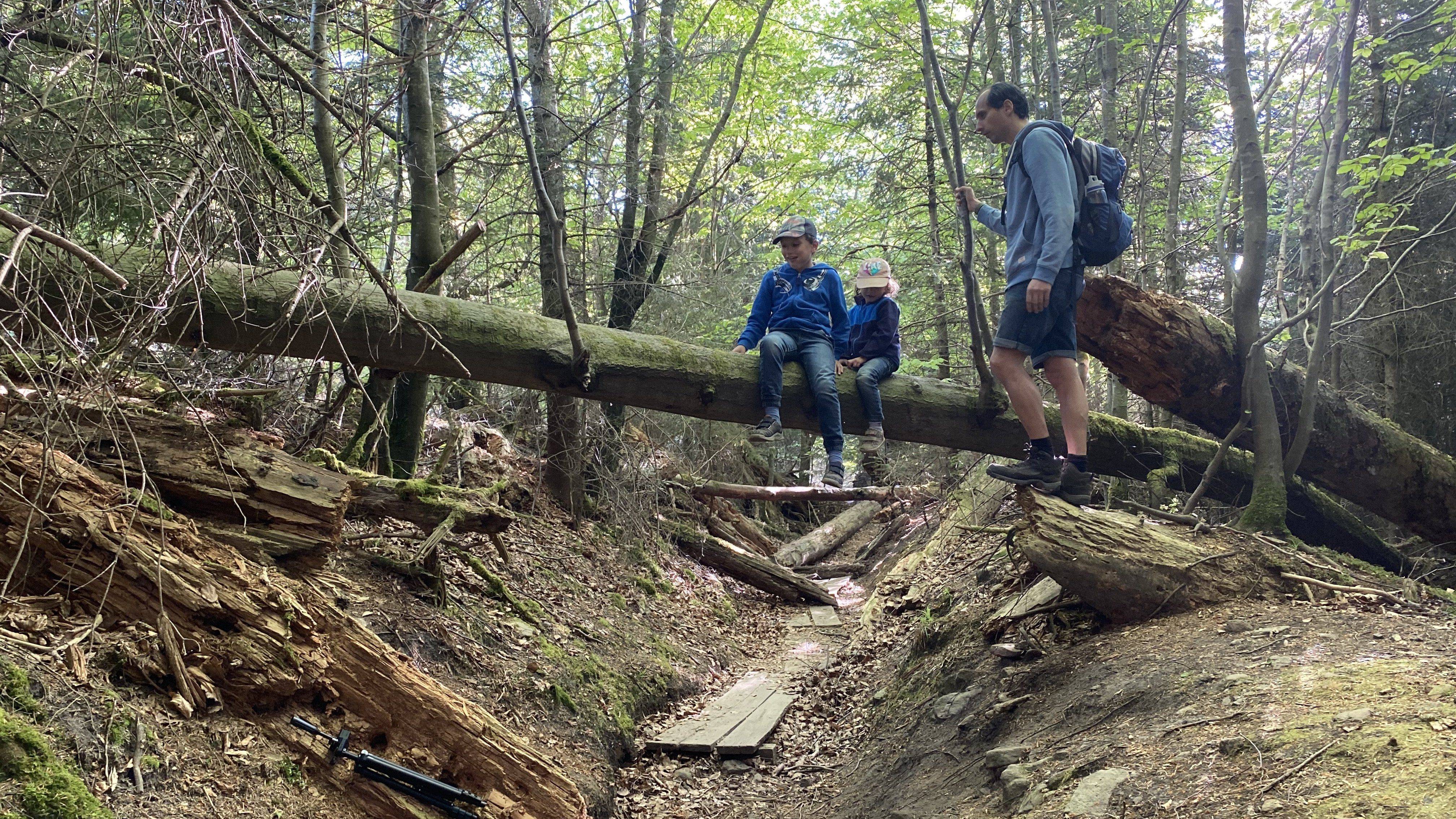 Wildnispfad Nordschwarzwald