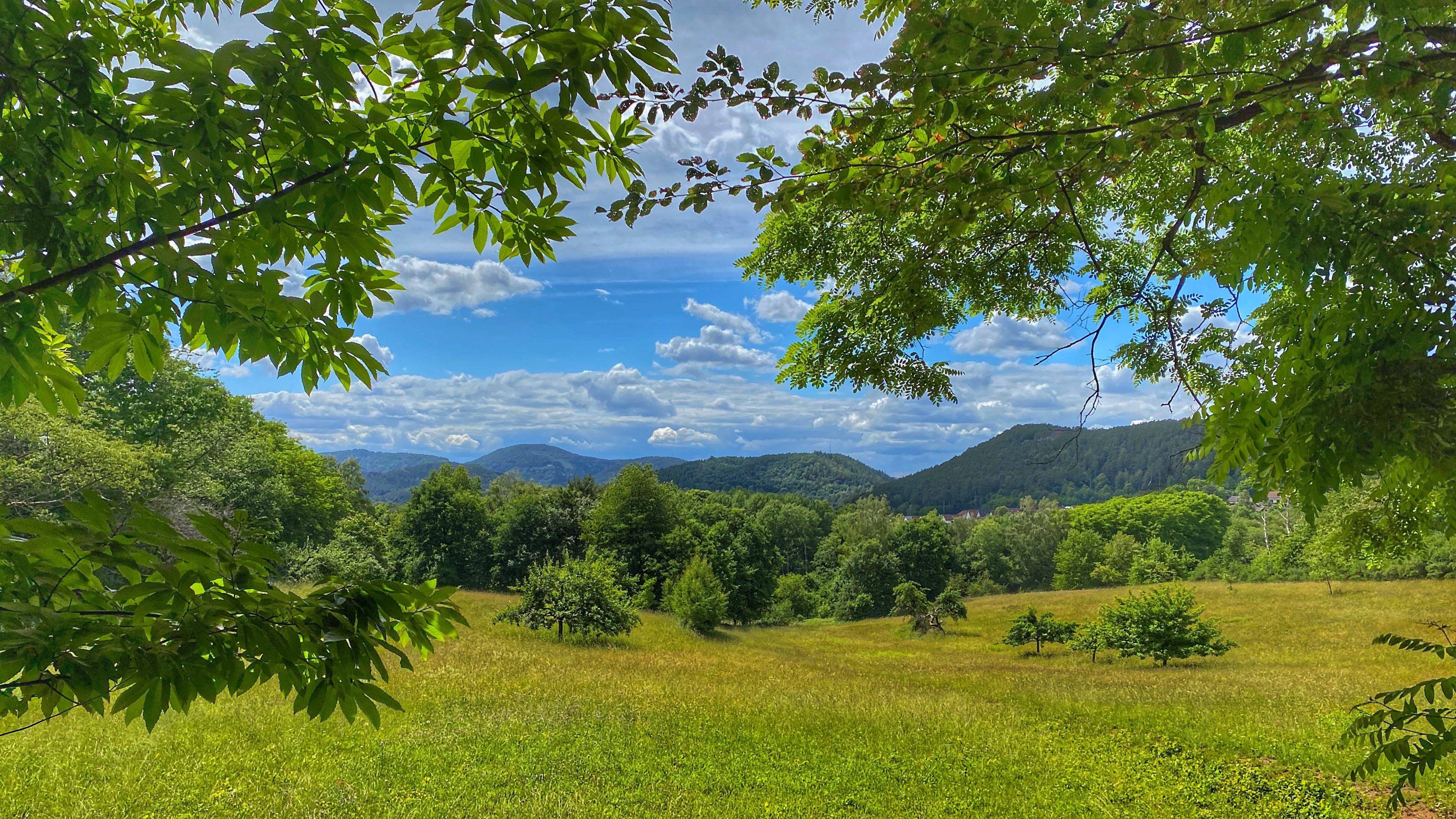 Pfälzerwald Sommer