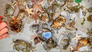 Kinder Ausflug Nordsee