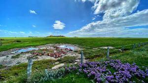 Hallig Hooge
