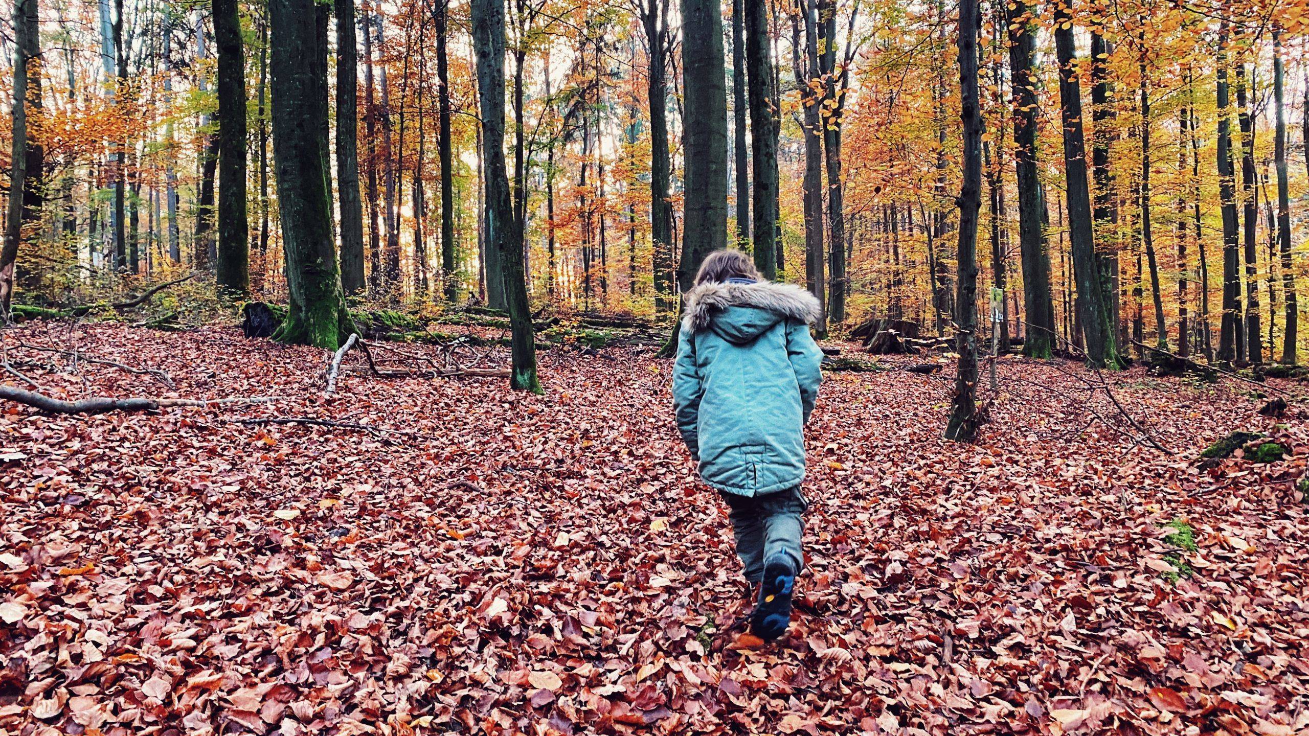 Herbst Spaziergang Schwarzwald