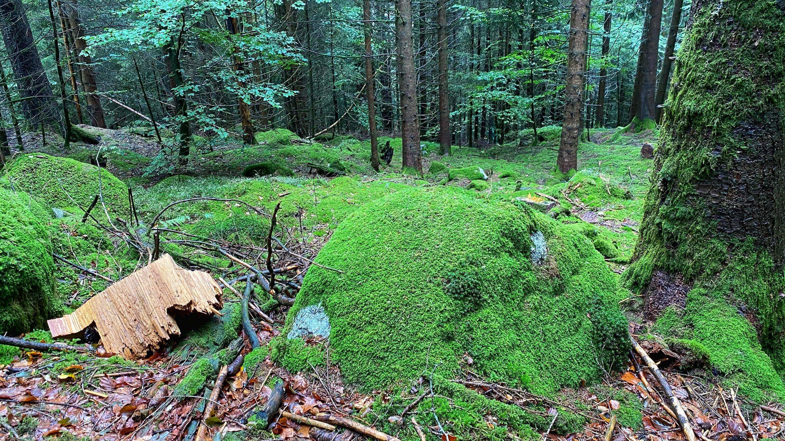 Ausflugstipp Schwarzwald