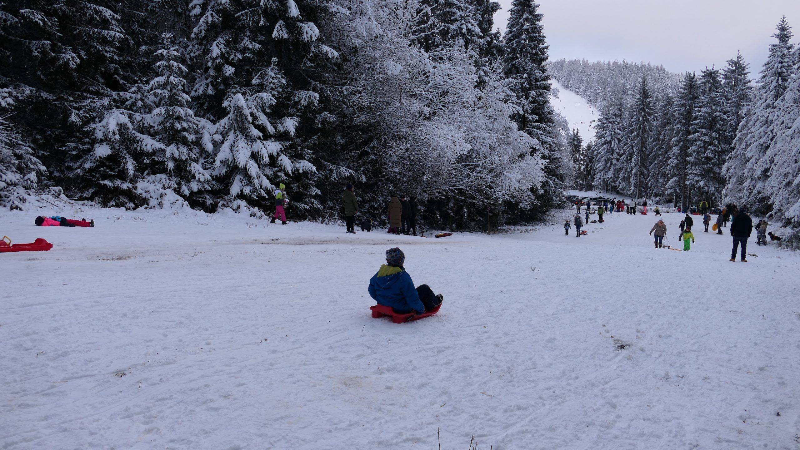 Rodeln Ruhestein Schwarzwald
