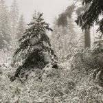 Walderlebnispfad Winter Kaltenbronn