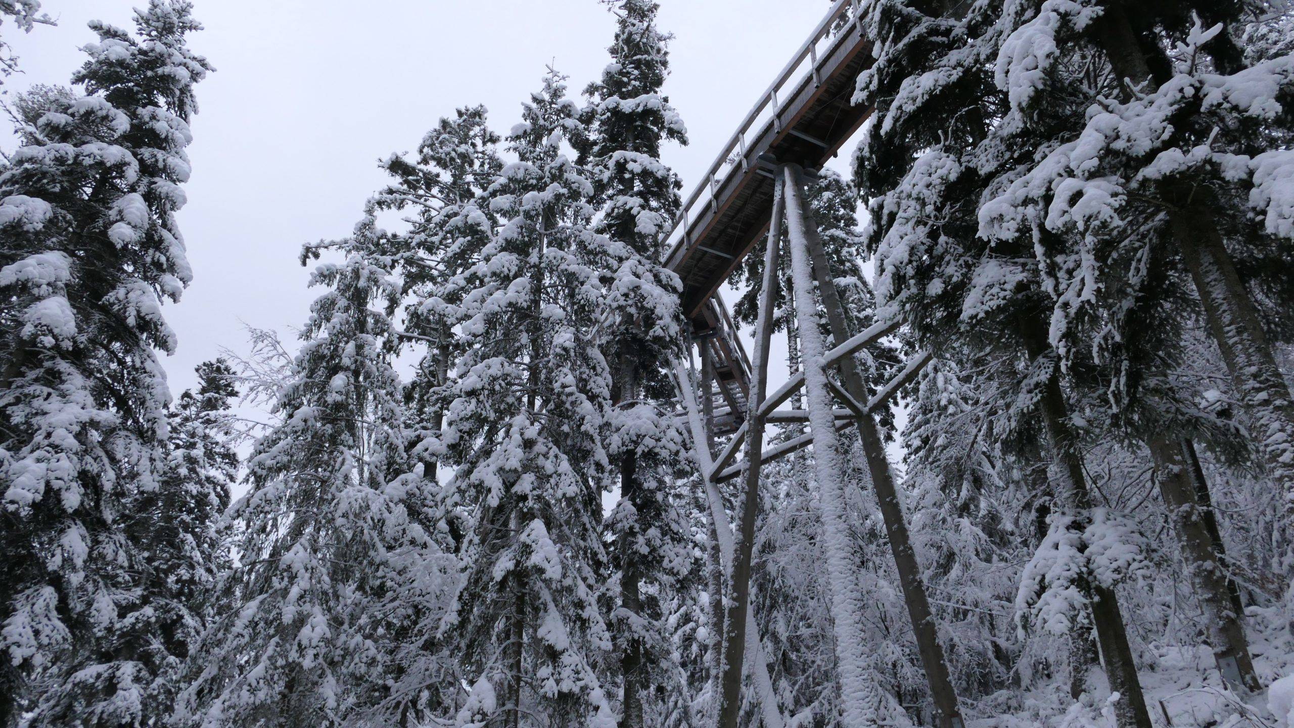 Baumwipfelpfad Winter Bad Wildbad