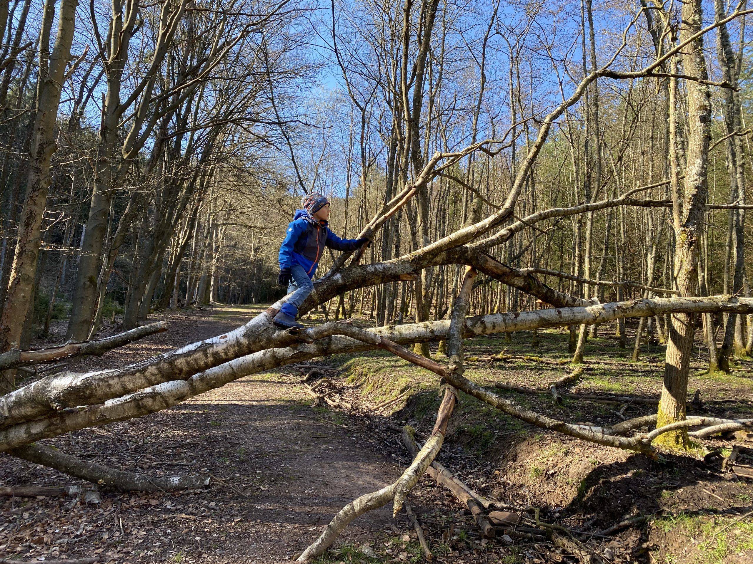 Auerochsenweg Pfälzerwald