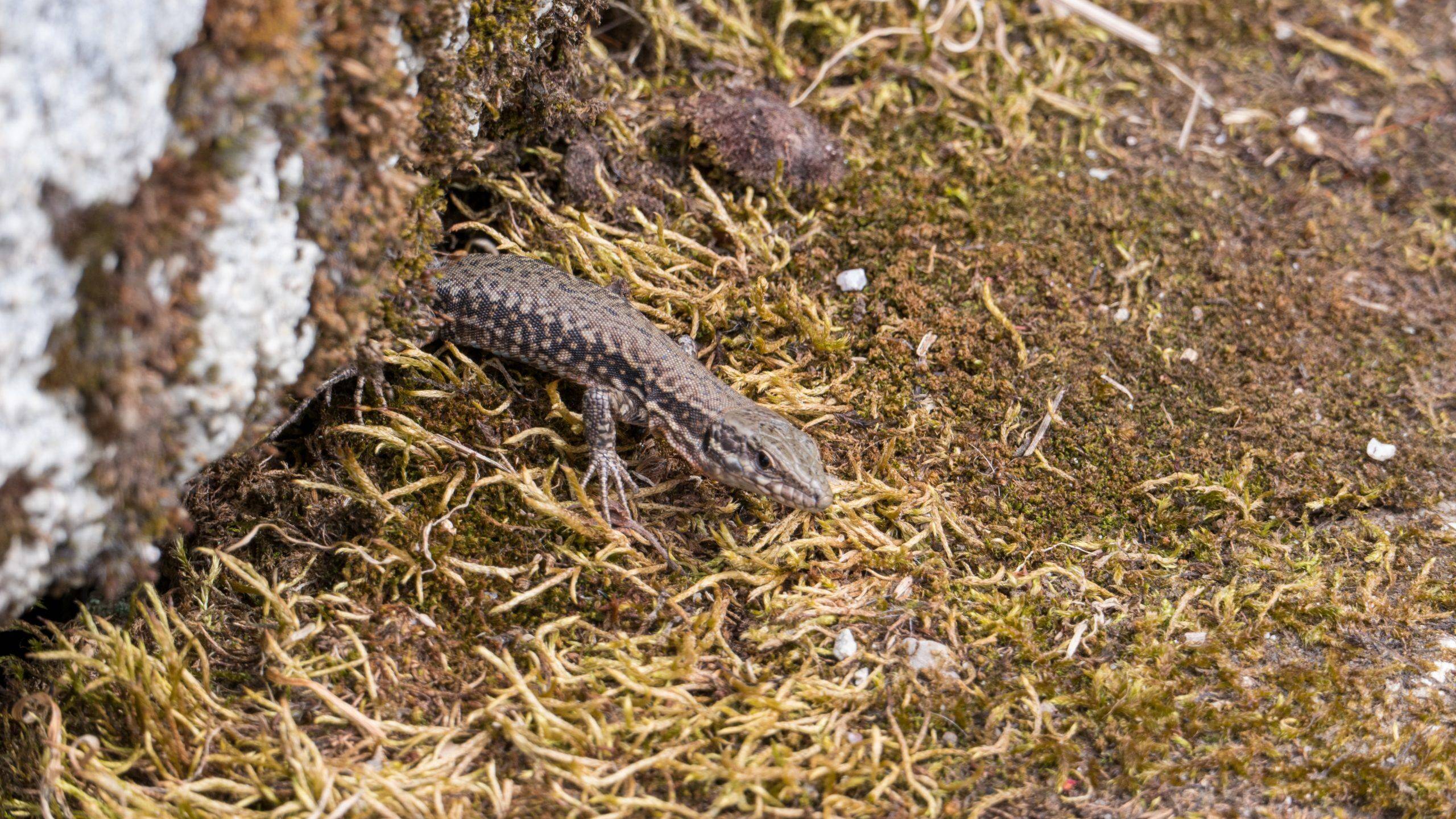 Mauereidechse Schwarzwald