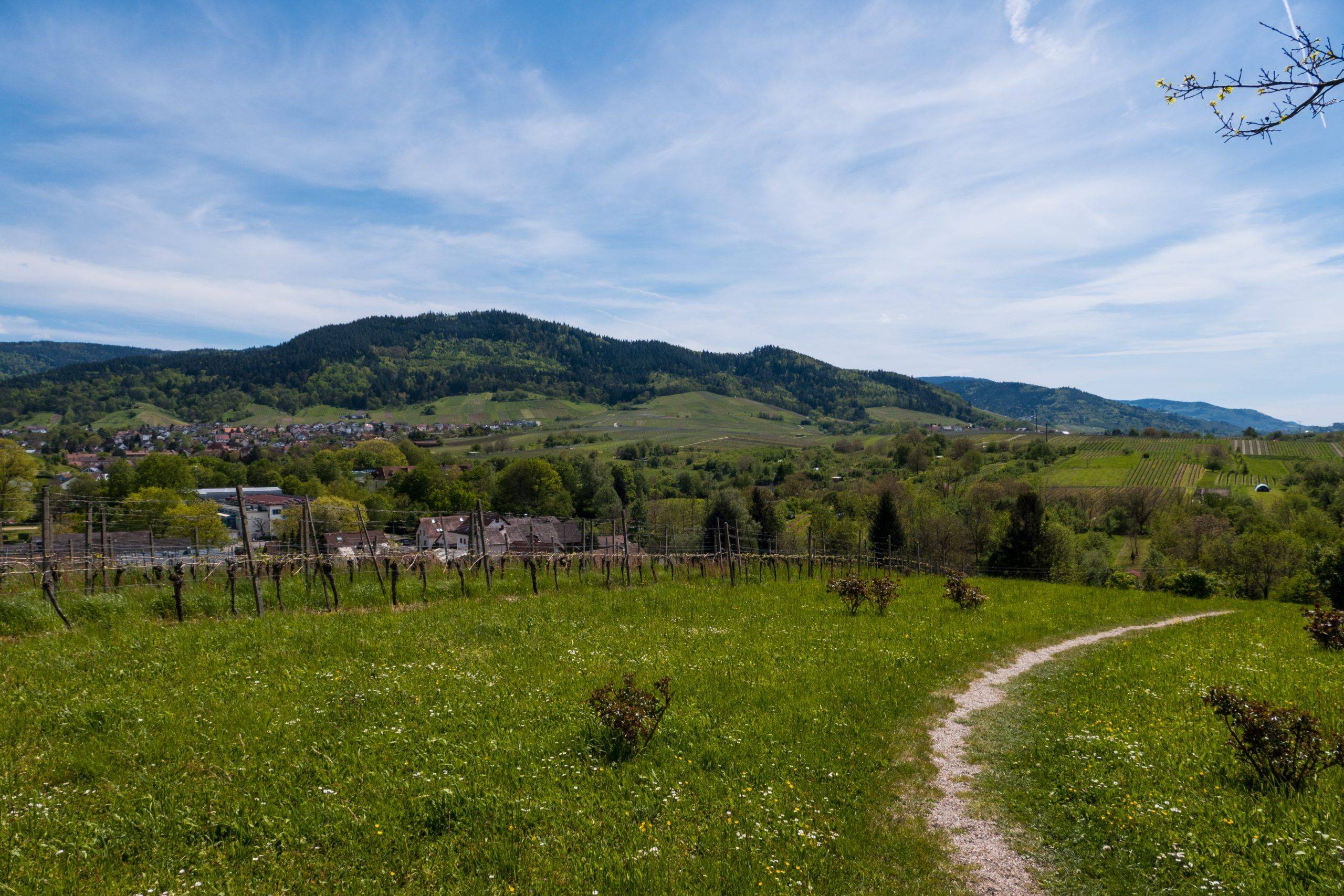 Schwarzwald Panorama