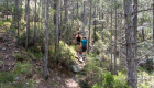 Kiefernwald Wandern Korsika