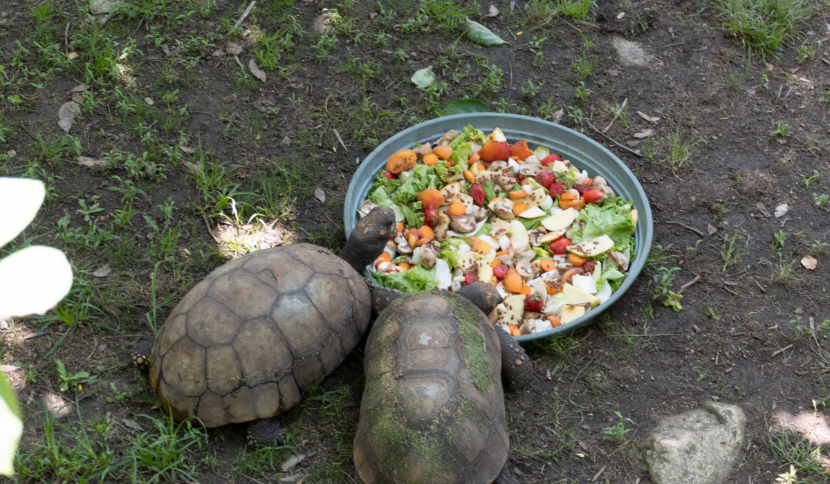 A Cupulatta Mittagessen