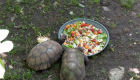 A Cupulatta Mittagessen