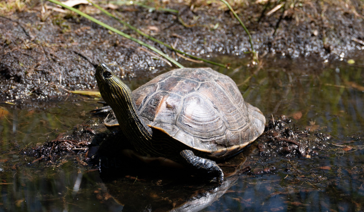 A Cupulatta Wasser Schildkröte