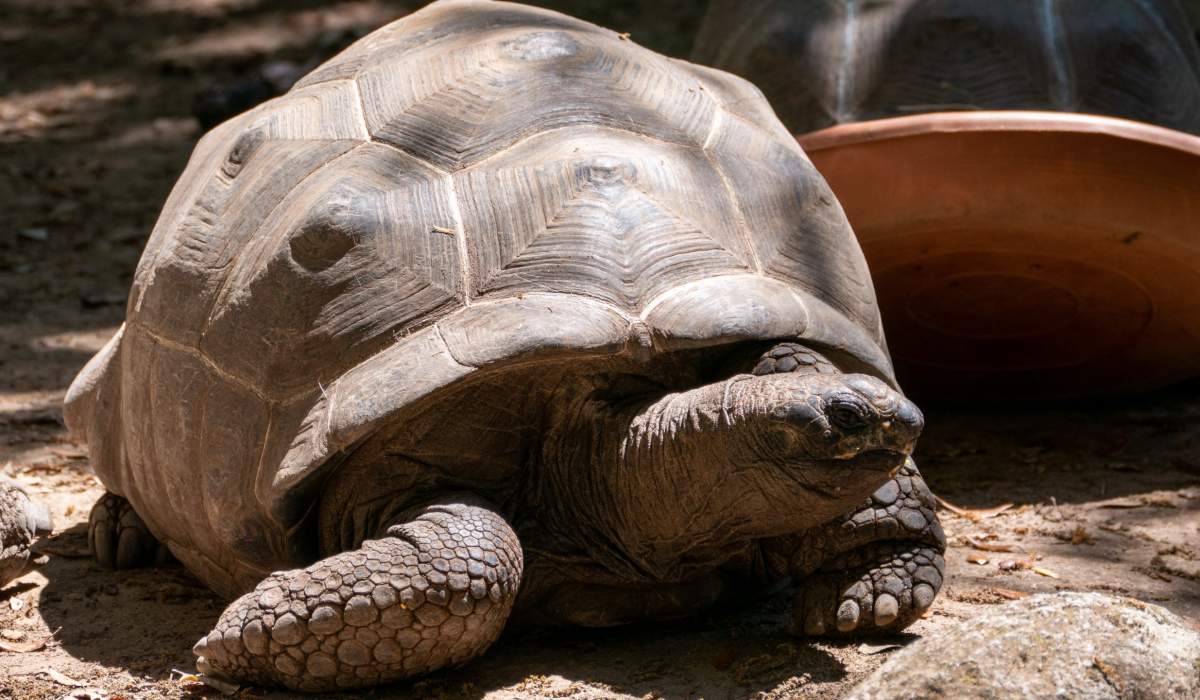 Riesen Schildkröte A Cupulatta