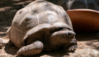Riesen Schildkröte A Cupulatta