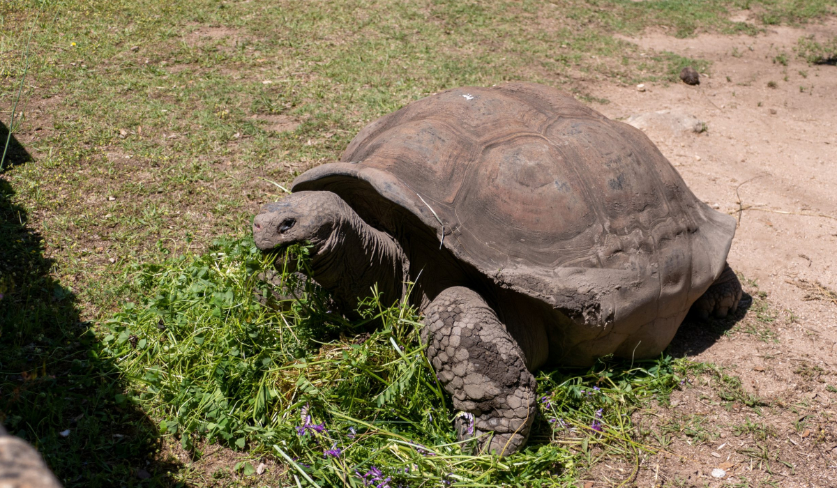 Riesen Schildkröte Korsika
