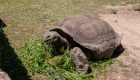 Riesen Schildkröte Korsika