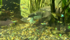 Wasser Schildkröten Korsika