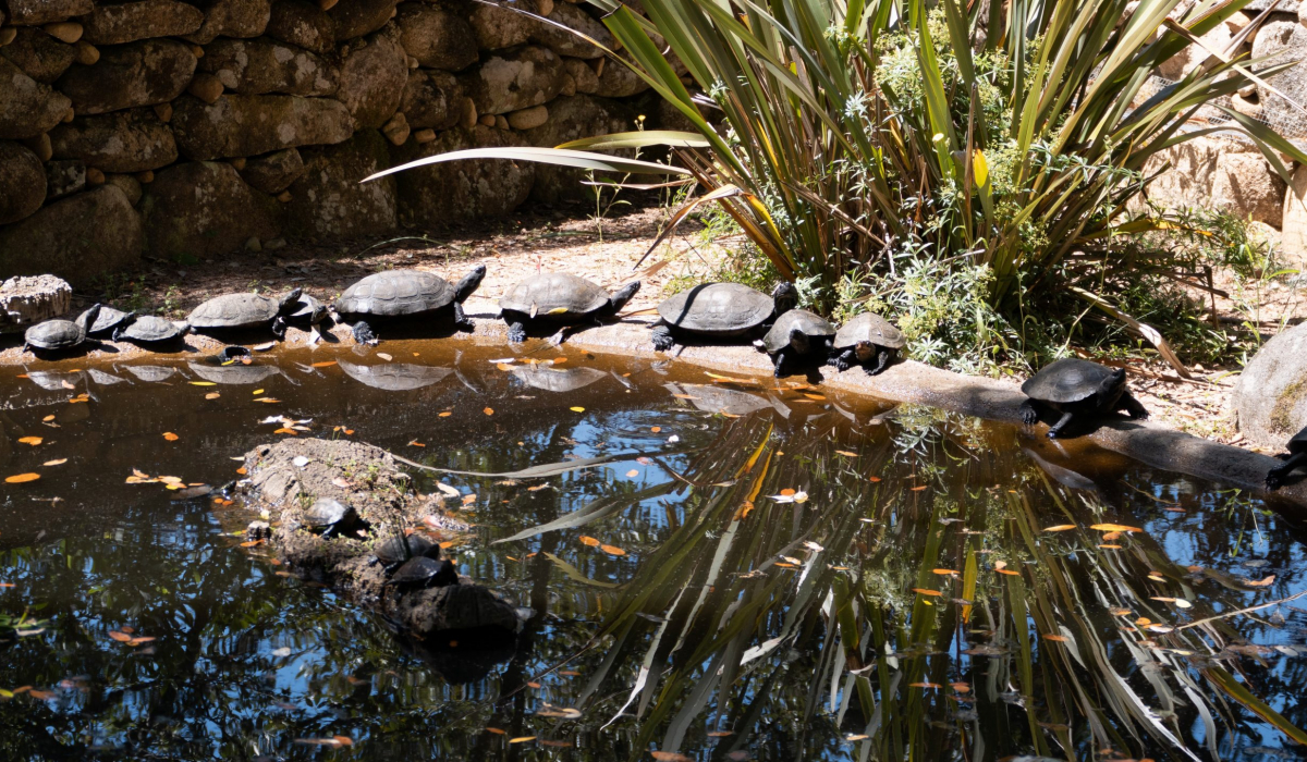 Wasserschildkröte A Cupulatta
