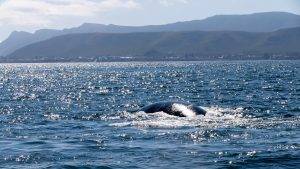 Hermanus Whale Watching