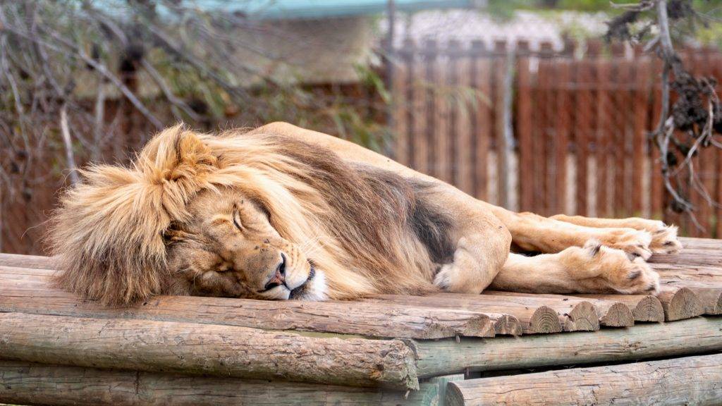 Kapstadt Sehenswürdigkeiten - Drakenstein Lion Park in Paarl