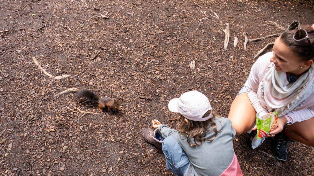 Eichhörnchen_füttenrHinterzarten