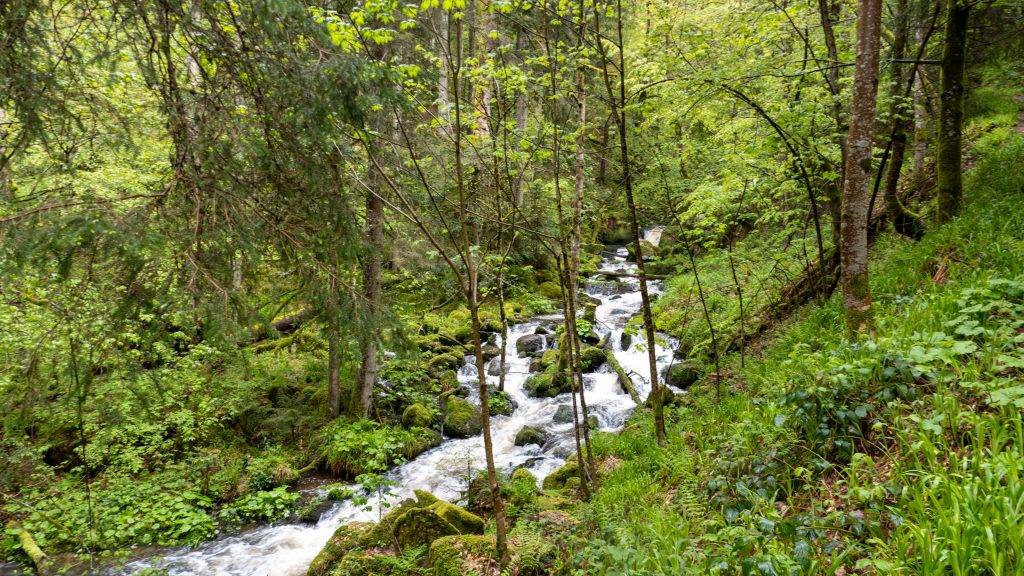 Elz Fluss Uhrwaldpfad