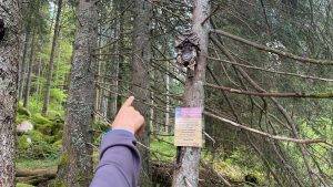 Urhwaldpfad Schwarzwald Schonach