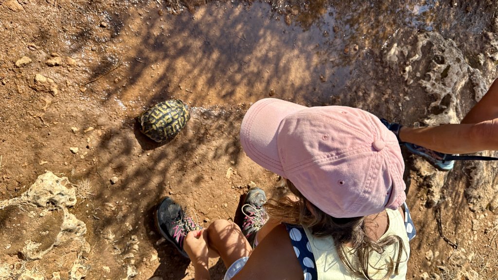 Schildkröte Mallorca