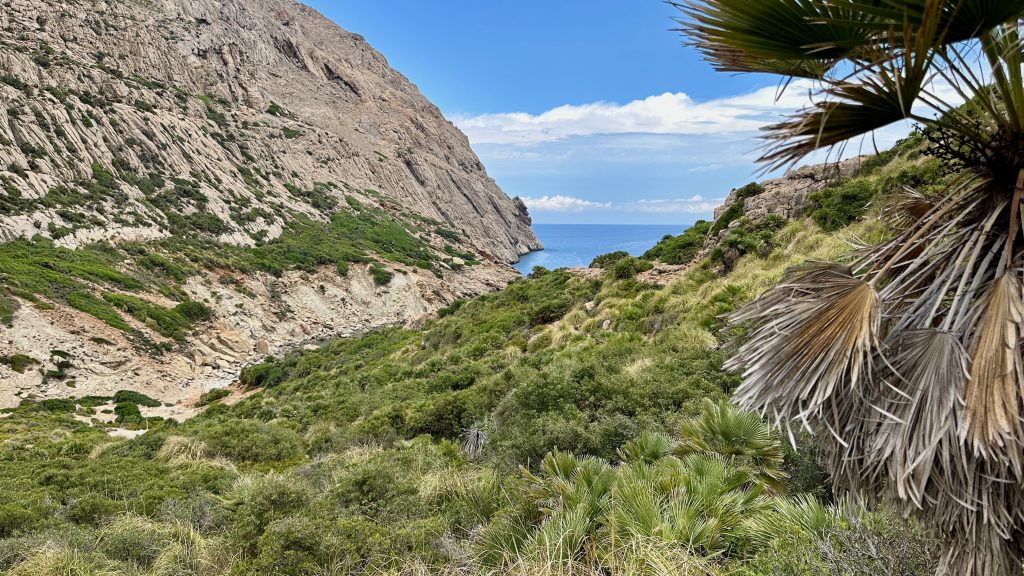 Blick von oben auf die Küste: schroffe Felsen, dichte Vegetation, eine enge Schlucht, dahinter das offene Meer. Rechts ragen Palmwedel ins Bild