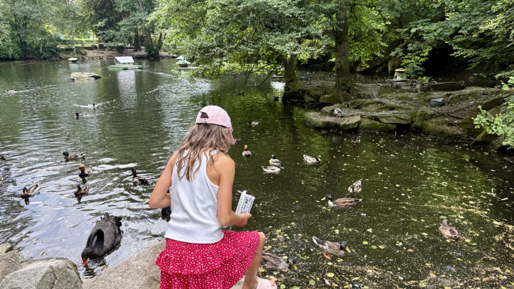 Mädchen füttert am Schwanensee im Kurpark Bad Wildbad Enten mit Futter aus dem Automaten, im Wasser ein schwarzer Schwan